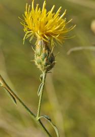 Fotografia da espécie Centaurea ornata