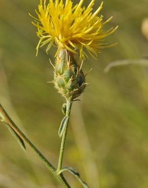 Fotografia 6 da espécie Centaurea ornata no Jardim Botânico UTAD