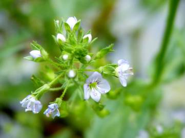 Fotografia da espécie Veronica anagallis-aquatica subesp. anagallis-aquatica