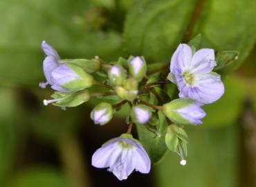 Fotografia da espécie Veronica anagallis-aquatica subesp. anagallis-aquatica