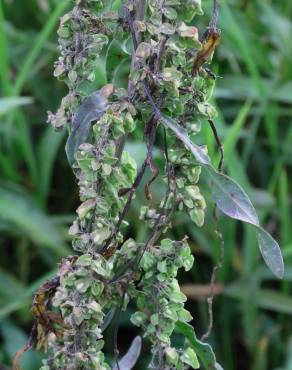 Fotografia 5 da espécie Rumex pulcher subesp. woodsii no Jardim Botânico UTAD