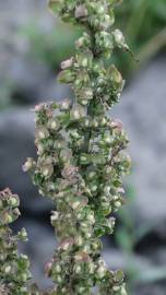 Fotografia da espécie Rumex pulcher subesp. woodsii