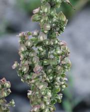 Fotografia da espécie Rumex pulcher