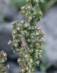 Rumex pulcher subesp. woodsii