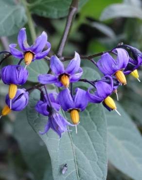 Fotografia 1 da espécie Solanum dulcamara no Jardim Botânico UTAD