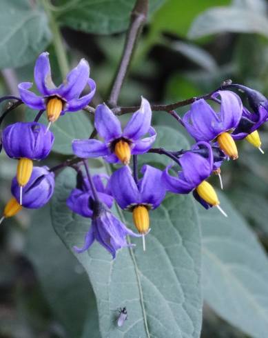Fotografia de capa Solanum dulcamara - do Jardim Botânico