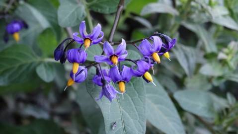 Fotografia da espécie Solanum dulcamara