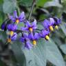 Fotografia 1 da espécie Solanum dulcamara do Jardim Botânico UTAD