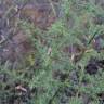 Fotografia 4 da espécie Asparagus albus do Jardim Botânico UTAD