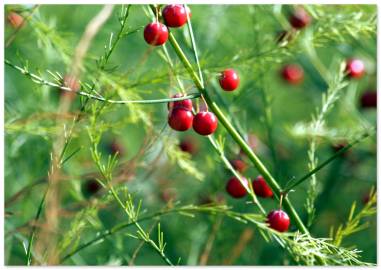 Fotografia da espécie Asparagus officinalis subesp. officinalis