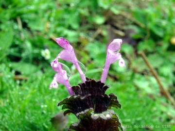 Fotografia da espécie Lamium amplexicaule