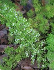 Asparagus densiflorus