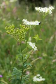 Fotografia da espécie Chaerophyllum aureum