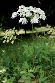 Fotografia da espécie Chaerophyllum aureum