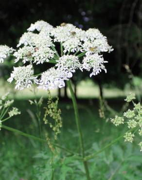 Fotografia 4 da espécie Chaerophyllum aureum no Jardim Botânico UTAD