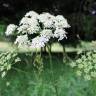 Fotografia 4 da espécie Chaerophyllum aureum do Jardim Botânico UTAD