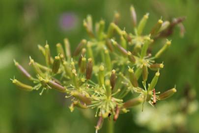 Fotografia da espécie Chaerophyllum aureum