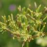 Fotografia 5 da espécie Chaerophyllum aureum do Jardim Botânico UTAD