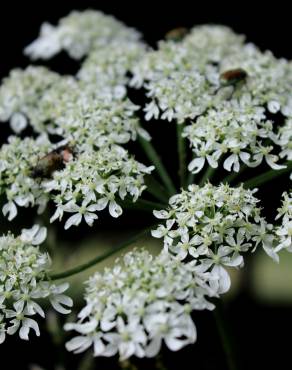 Fotografia 1 da espécie Chaerophyllum aureum no Jardim Botânico UTAD