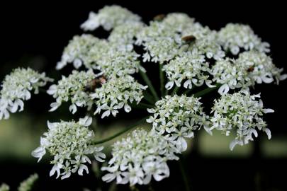 Fotografia da espécie Chaerophyllum aureum