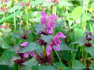 Fotografia da espécie Lamium maculatum