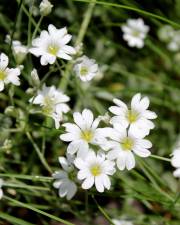 Fotografia da espécie Cerastium tomentosum