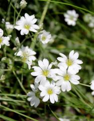 Cerastium tomentosum