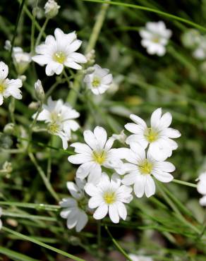 Fotografia 1 da espécie Cerastium tomentosum no Jardim Botânico UTAD