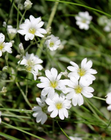 Fotografia de capa Cerastium tomentosum - do Jardim Botânico