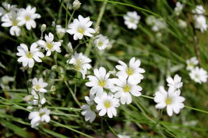 Fotografia da espécie Cerastium tomentosum