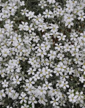 Fotografia 3 da espécie Cerastium tomentosum no Jardim Botânico UTAD