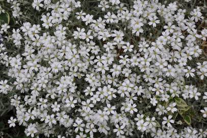 Fotografia da espécie Cerastium tomentosum