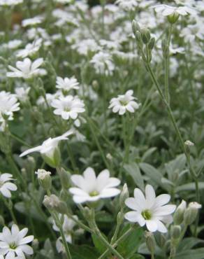 Fotografia 4 da espécie Cerastium tomentosum no Jardim Botânico UTAD