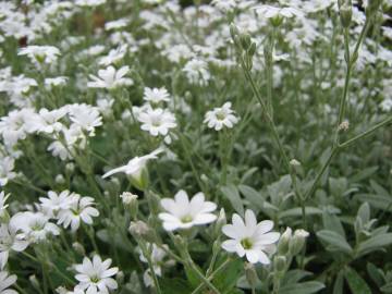 Fotografia da espécie Cerastium tomentosum