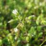 Fotografia 2 da espécie Cerastium semidecandrum do Jardim Botânico UTAD