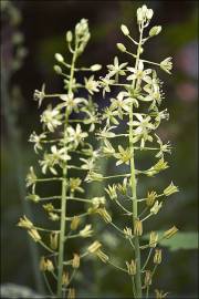 Fotografia da espécie Ornithogalum pyrenaicum subesp. pyrenaicum