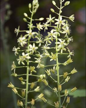 Fotografia 3 da espécie Ornithogalum pyrenaicum subesp. pyrenaicum no Jardim Botânico UTAD