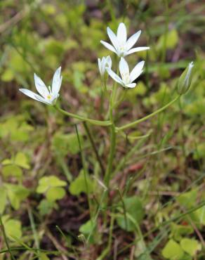 Fotografia 3 da espécie Ornithogalum umbellatum no Jardim Botânico UTAD