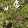 Fotografia 3 da espécie Ornithogalum umbellatum do Jardim Botânico UTAD