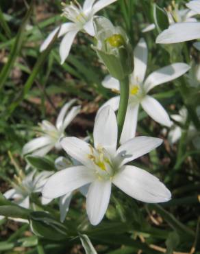 Fotografia 5 da espécie Ornithogalum umbellatum no Jardim Botânico UTAD