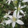 Fotografia 5 da espécie Ornithogalum umbellatum do Jardim Botânico UTAD