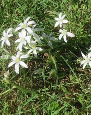 Fotografia 6 da espécie Ornithogalum umbellatum no Jardim Botânico UTAD