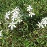 Fotografia 6 da espécie Ornithogalum umbellatum do Jardim Botânico UTAD