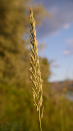 Fotografia da espécie Elymus repens subesp. repens