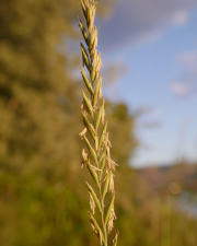 Fotografia da espécie Elymus repens