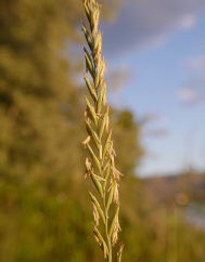 Elymus repens subesp. repens