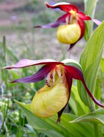 Fotografia da espécie Cypripedium calceolus