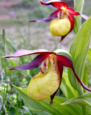 Fotografia 5 da espécie Cypripedium calceolus no Jardim Botânico UTAD