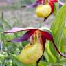 Fotografia 5 da espécie Cypripedium calceolus do Jardim Botânico UTAD