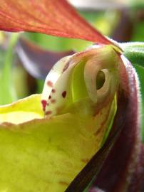 Fotografia da espécie Cypripedium calceolus